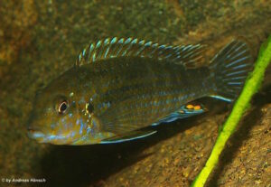 Labidochromis flavigulis 'Chizumulu'
